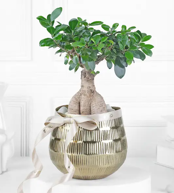 Ginseng Ficus Bonsai in Gold Planter
