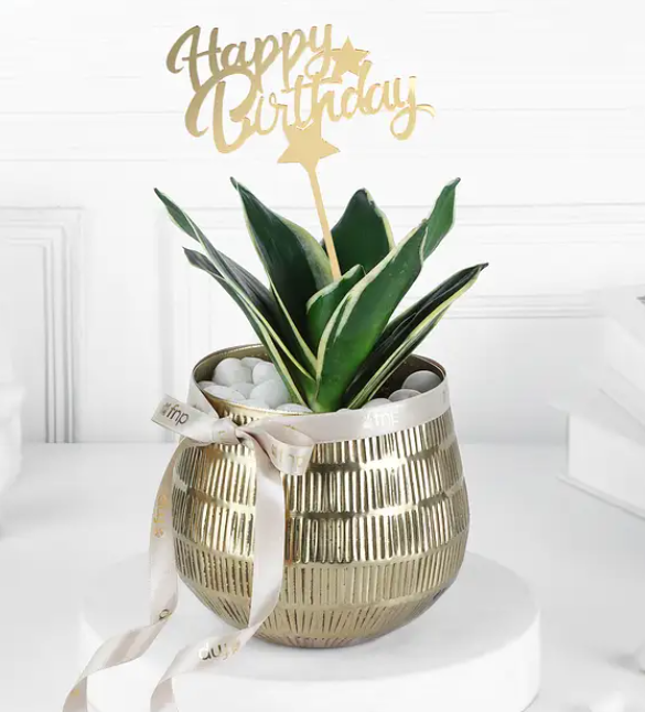 Birthday Snake Plant in Gold Planter
