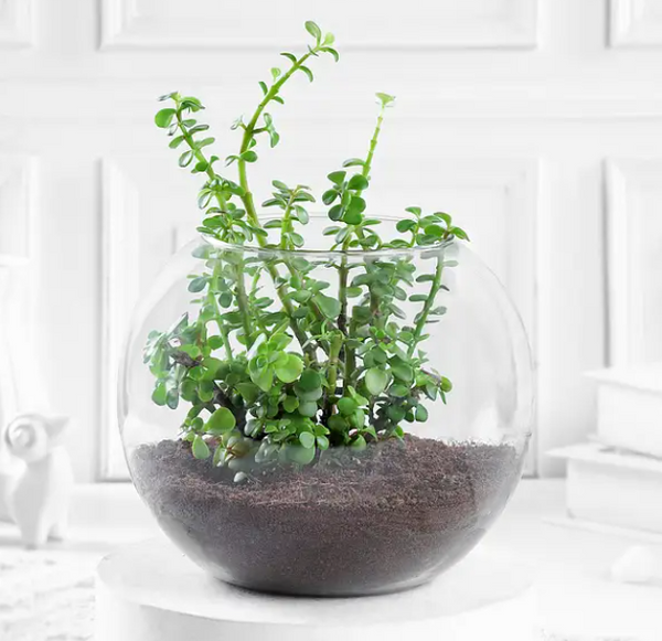 Succulent Terrarium in Glass Bowl