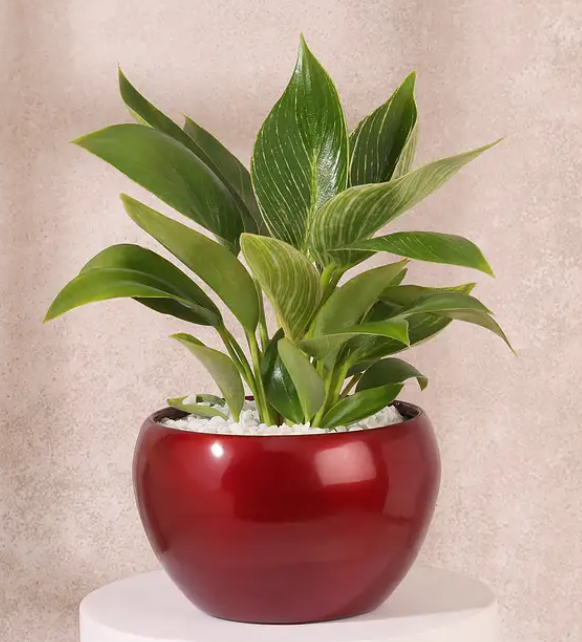 Green Plant in Red Decorative Pot