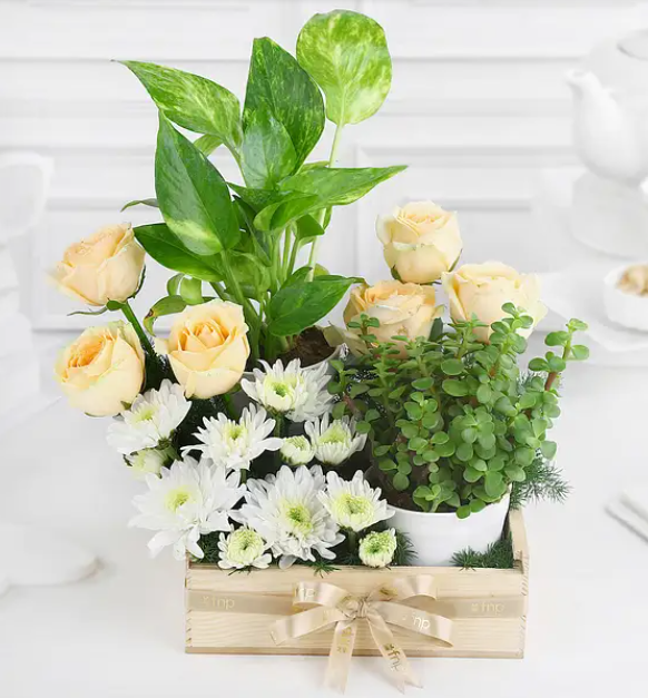 Cream Rose and Green Plant Gift Tray