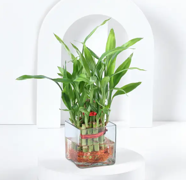 Lucky Bamboo in Glass Planter