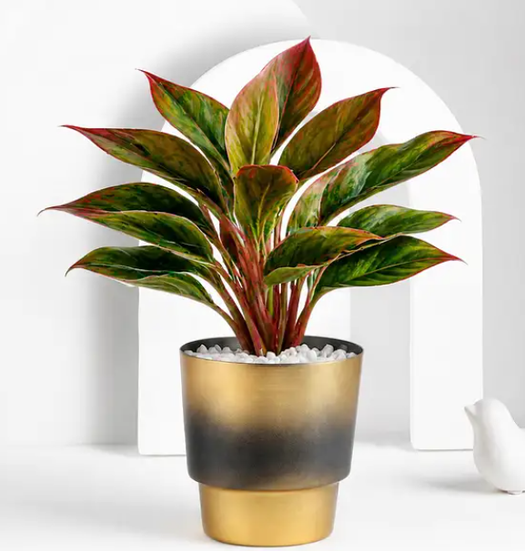 Aglaonema Plant in Gold and Black Pot